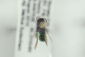  ( - HYMNI2326)  @12 [ ] CreativeCommons - Attribution Non-Commercial Share-Alike (2017) Arnstein Staverlokk Norwegian Institute of Nature Research