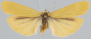  (Eilema lutarella luqueti - BC-JB0077)  @12 [ ] Copyright (2010) Jerome Barbut Research Collection of Jerome Barbut