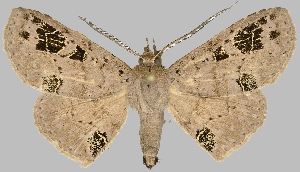  (Triommatodes plumosa - BC-JB0496)  @11 [ ] Copyright (2023) Jérôme Barbut Museum national d'Histoire naturelle