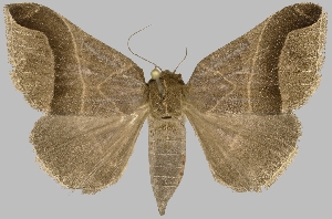  (Pseudophisma aeolida - BC-JB0520)  @11 [ ] Copyright (2023) Jérôme Barbut Museum national d'Histoire naturelle