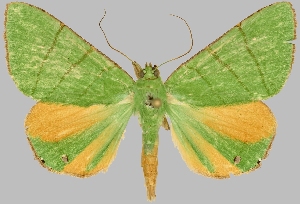  (Eulepidotis croceipars - BC-JB0550)  @11 [ ] Copyright (2023) Jérôme Barbut Museum national d'Histoire naturelle