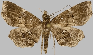  (Polypogon denisi - BC-JB0635)  @11 [ ] Copyright (2023) Jérôme Barbut Museum national d'Histoire naturelle