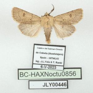 ( - BC-HAXNoctu0856)  @11 [ ] CC0 (2025) Jean Haxaire Research collection of Jean Haxaire