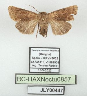  ( - BC-HAXNoctu0857)  @11 [ ] CC0 (2025) Jean Haxaire Research collection of Jean Haxaire