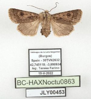  ( - BC-HAXNoctu0863)  @11 [ ] CC0 (2025) Jean Haxaire Research collection of Jean Haxaire