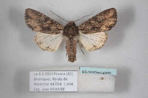  ( - BC-HAXNoctu0865)  @11 [ ] CC0 (2025) Jean Haxaire Research collection of Jean Haxaire