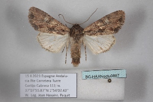  ( - BC-HAXNoctu0867)  @11 [ ] CC0 (2025) Jean Haxaire Research collection of Jean Haxaire