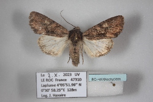  ( - BC-HAXNoctu0868)  @11 [ ] CC0 (2025) Jean Haxaire Research collection of Jean Haxaire