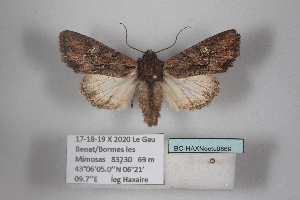  ( - BC-HAXNoctu0869)  @11 [ ] CC0 (2025) Jean Haxaire Research collection of Jean Haxaire