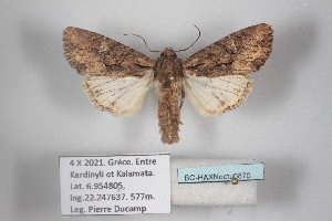  ( - BC-HAXNoctu0870)  @11 [ ] CC0 (2025) Jean Haxaire Research collection of Jean Haxaire