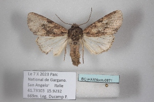  ( - BC-HAXNoctu0871)  @11 [ ] CC0 (2025) Jean Haxaire Research collection of Jean Haxaire
