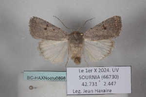  ( - BC-HAXNoctu0898)  @11 [ ] CC0 (2025) Jean Haxaire Research collection of Jean Haxaire