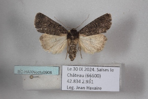  ( - BC-HAXNoctu0908)  @11 [ ] CC0 (2025) Jean Haxaire Research collection of Jean Haxaire