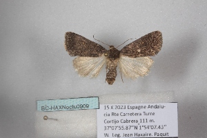  ( - BC-HAXNoctu0909)  @11 [ ] CC0 (2025) Jean Haxaire Research collection of Jean Haxaire