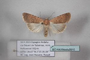  ( - BC-HAXNoctu0910)  @11 [ ] CC0 (2025) Jean Haxaire Research collection of Jean Haxaire