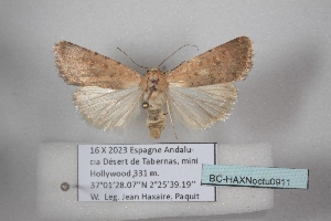  ( - BC-HAXNoctu0911)  @11 [ ] CC0 (2025) Jean Haxaire Research collection of Jean Haxaire