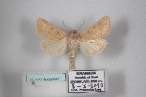  ( - BC-HAXNoctu0918)  @11 [ ] CC0 (2025) Jean Haxaire Research collection of Jean Haxaire