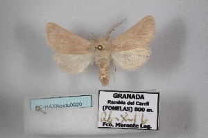  ( - BC-HAXNoctu0920)  @11 [ ] CC0 (2025) Jean Haxaire Research collection of Jean Haxaire