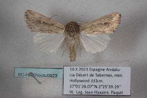  ( - BC-HAXNoctu0923)  @11 [ ] CC0 (2025) Jean Haxaire Research collection of Jean Haxaire