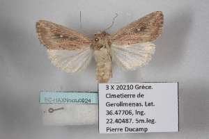  ( - BC-HAXNoctu0924)  @11 [ ] CC0 (2025) Jean Haxaire Research collection of Jean Haxaire