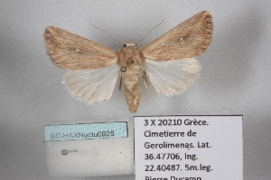  (Mythimna punctosa - BC-HAXNoctu0925)  @11 [ ] CC0 (2025) Jean Haxaire Research collection of Jean Haxaire
