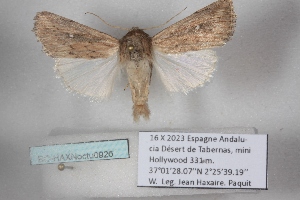  ( - BC-HAXNoctu0926)  @11 [ ] CC0 (2025) Jean Haxaire Research collection of Jean Haxaire