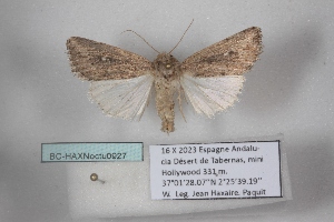  ( - BC-HAXNoctu0927)  @11 [ ] CC0 (2025) Jean Haxaire Research collection of Jean Haxaire