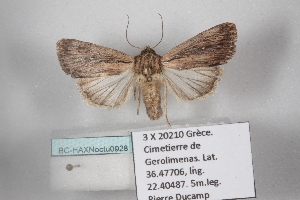  ( - BC-HAXNoctu0928)  @11 [ ] CC0 (2025) Jean Haxaire Research collection of Jean Haxaire