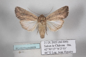  ( - BC-HAXNoctu0929)  @11 [ ] CC0 (2025) Jean Haxaire Research collection of Jean Haxaire