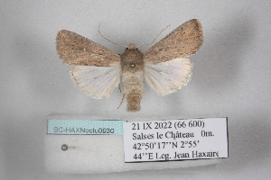  (Mythimna zeae - BC-HAXNoctu0930)  @11 [ ] CC0 (2025) Jean Haxaire Research collection of Jean Haxaire