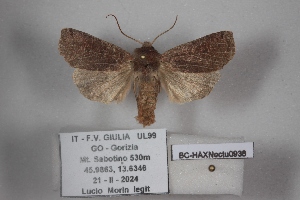  ( - BC-HAXNoctu0938)  @11 [ ] CC0 (2025) Jean Haxaire Research collection of Jean Haxaire