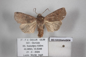  ( - BC-HAXNoctu0939)  @11 [ ] CC0 (2025) Jean Haxaire Research collection of Jean Haxaire