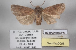  ( - BC-HAXNoctu0940)  @11 [ ] CC0 (2025) Jean Haxaire Research collection of Jean Haxaire