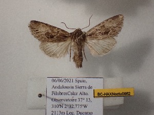  ( - BC-HAXNoctu0982)  @11 [ ] CCby (2025) Jean Haxaire Museum national d'Histoire naturelle, Paris