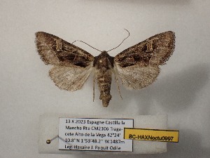  ( - BC-HAXNoctu0997)  @11 [ ] CCby (2025) Jean Haxaire Museum national d'Histoire naturelle, Paris