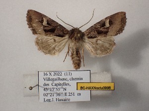  ( - BC-HAXNoctu0998)  @11 [ ] CCby (2025) Jean Haxaire Museum national d'Histoire naturelle, Paris