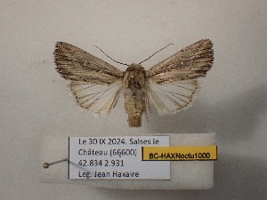  ( - BC-HAXNoctu1000)  @11 [ ] CCby (2025) Jean Haxaire Museum national d'Histoire naturelle, Paris