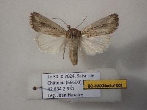  ( - BC-HAXNoctu1001)  @11 [ ] CCby (2025) Jean Haxaire Museum national d'Histoire naturelle, Paris