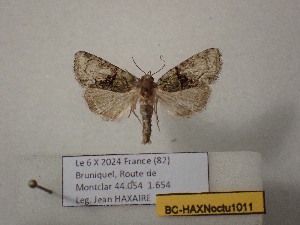  ( - BC-HAXNoctu1011)  @11 [ ] CCby (2025) Jean Haxaire Museum national d'Histoire naturelle, Paris