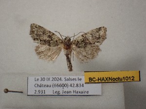  ( - BC-HAXNoctu1012)  @11 [ ] CCby (2025) Jean Haxaire Museum national d'Histoire naturelle, Paris