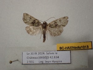  ( - BC-HAXNoctu1013)  @11 [ ] CCby (2025) Jean Haxaire Museum national d'Histoire naturelle, Paris