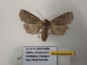  ( - BC-HAXNoctu1019)  @11 [ ] CCby (2025) Jean Haxaire Museum national d'Histoire naturelle, Paris