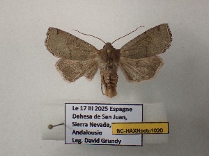  ( - BC-HAXNoctu1020)  @11 [ ] CCby (2025) Jean Haxaire Museum national d'Histoire naturelle, Paris