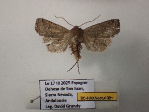  ( - BC-HAXNoctu1021)  @11 [ ] CCby (2025) Jean Haxaire Museum national d'Histoire naturelle, Paris