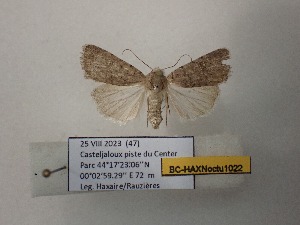  (Caradrina clavipalpalis - BC-HAXNoctu1022)  @11 [ ] CCby (2025) Jean Haxaire Museum national d'Histoire naturelle, Paris