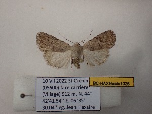  ( - BC-HAXNoctu1026)  @11 [ ] CCby (2025) Jean Haxaire Museum national d'Histoire naturelle, Paris