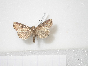  ( - BC-HAXNoctu0145)  @12 [ ] Copyright (2010) Jean Haxaire Research Collection of Jean Haxaire