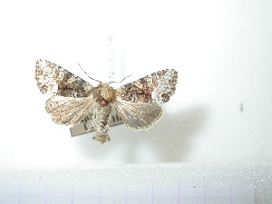  ( - BC-HAXNoctu0145)  @12 [ ] Copyright (2010) Jean Haxaire Research Collection of Jean Haxaire