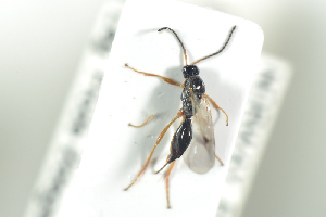 (Cryptoserphus flavipes - HYMNI1806)  @13 [ ] CreativeCommons - Attribution Non-Commercial Share-Alike (2016) Arnstein Staverlokk Norwegian Institute of Nature Research