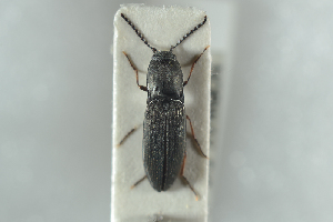  ( - NOCOL1234)  @13 [ ] CreativeCommons - Attribution Non-Commercial Share-Alike (2018) Arnstein Staverlokk Norwegian Institute of Nature Research